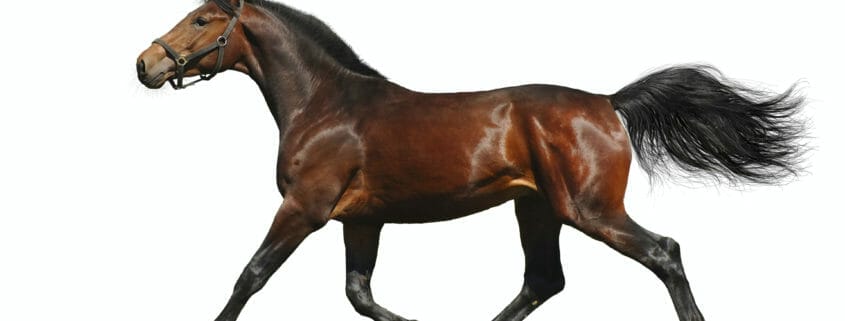 A picture of a healthy horse trotting with a white background