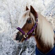 animal-close-up-cold-1748769