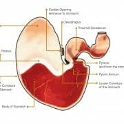 Stomach graphic no logo Diagram of a horse's stomach