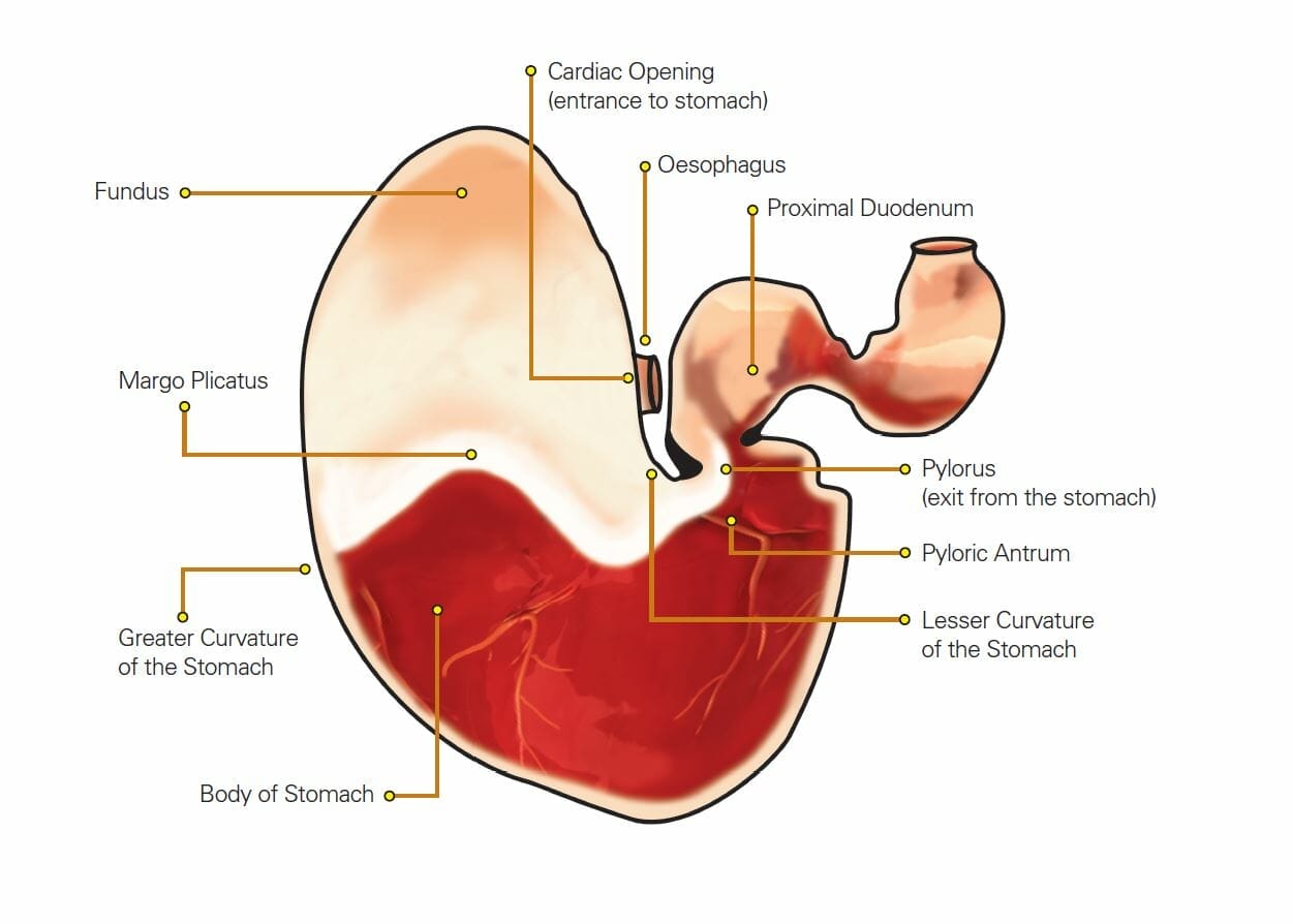 Diagram of a horse's stomach