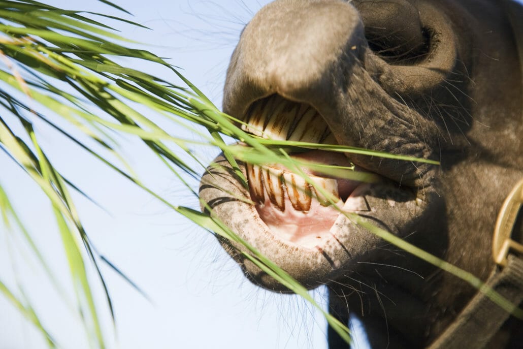 Close up photo of a horse eating grass