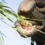 Close up photo of a horse eating grass