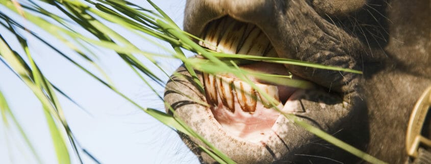 Close up photo of a horse eating grass