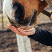 Horse eating from hand