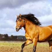 bay stallion on a stormy background A horse cantering in a field