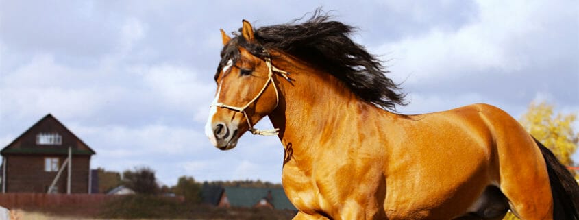 A horse cantering in a field