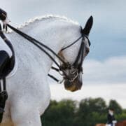 White dressage horse White dressage horse