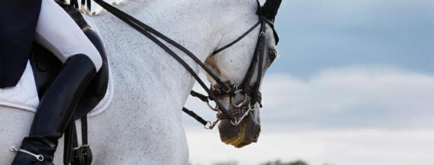 White dressage horse