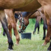 Horse feeding on the meadow Many horses grazing on grass and eating out of buckets on the ground