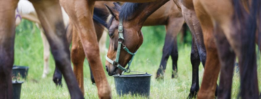 Many horses grazing on grass and eating out of buckets on the ground