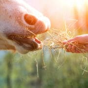 Feeding hay to an injured horse Horse eating from hand