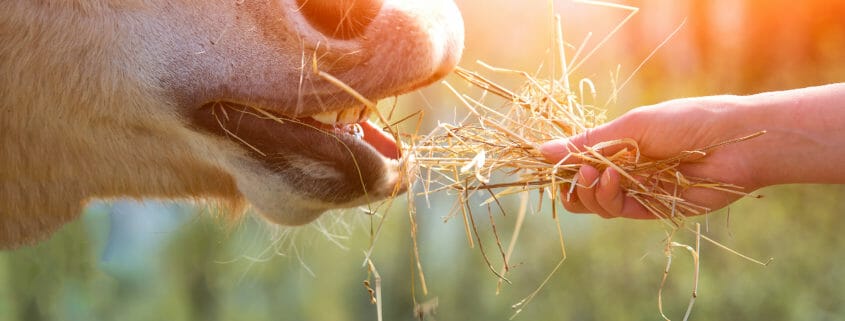 Horse eating from hand