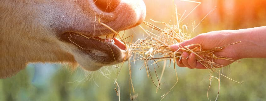 Horse eating from hand