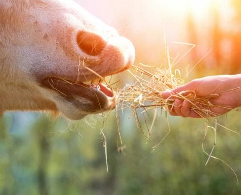 Horse eating from hand