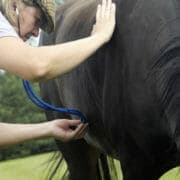 iStock_000010226306Medium