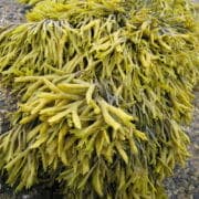 seaweed