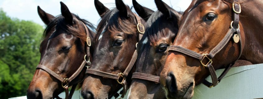 Four horses looking over a white fence