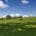 Horses grazing on a green pasture