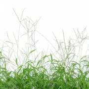 shutterstock_310903097 An image of a "bighead grass" which can cause bighead disease in horses