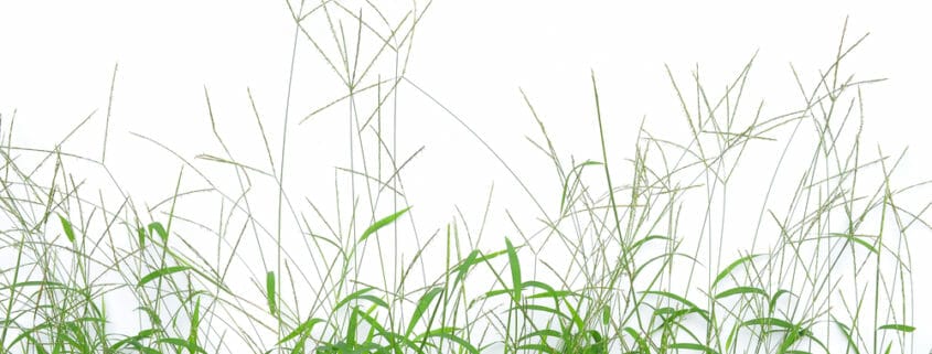 An image of a "bighead grass" which can cause bighead disease in horses