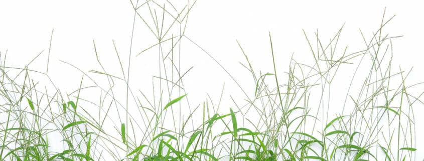 An image of a "bighead grass" which can cause bighead disease in horses