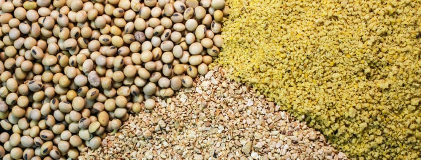 A variety of grains and horse feed ingredients