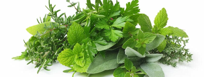 An image of many different green herbs together, which can potentially be included in a horse's diet