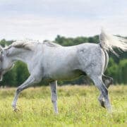 beautiful white arab stallion A grey horse walking in a field of grass