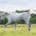 A grey horse walking in a field of grass