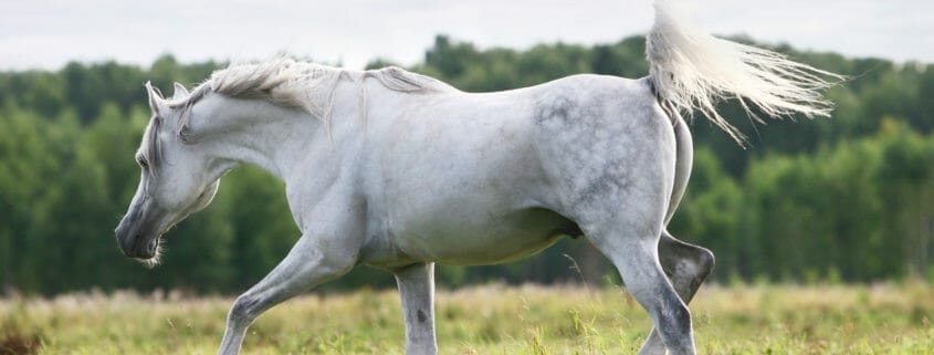 A grey horse walking in a field of grass