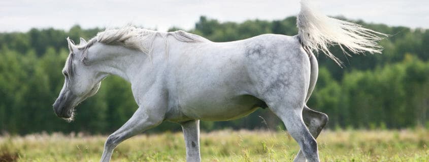 A grey horse walking in a field of grass