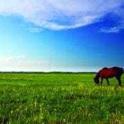 iStock_000009782105Medium_CMYK A horse grazing on a very lush, green pasture