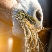 shutterstock_266817749 A close up photo of a horse eating hay