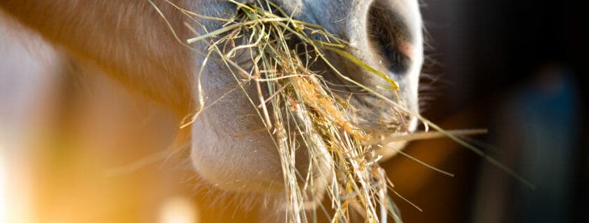 A close up photo of a horse eating hay