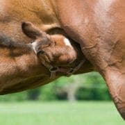 Drinking Milk