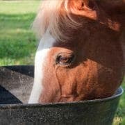 Help for resolving bighead in horses featured image alt