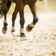 Horse legs