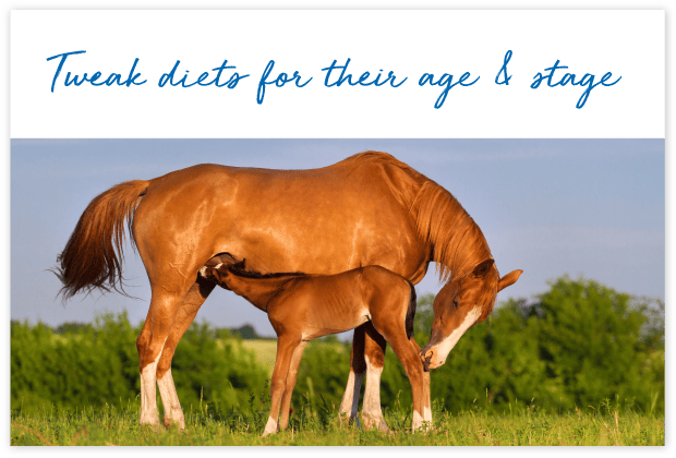 How-will-FeedXL-Help_cards_#10