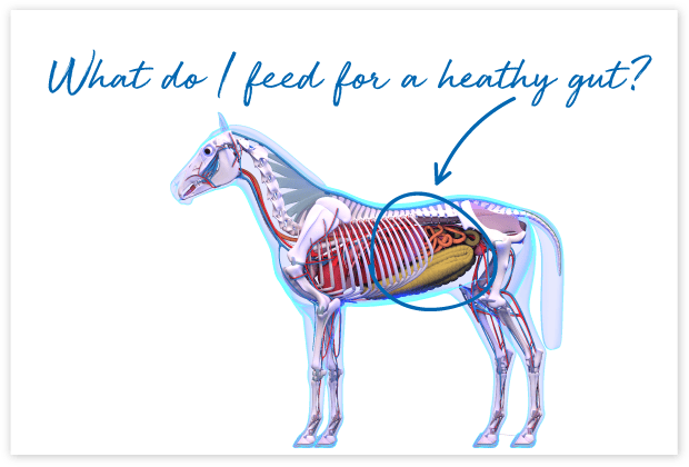 How-will-FeedXL-Help_cards_#5