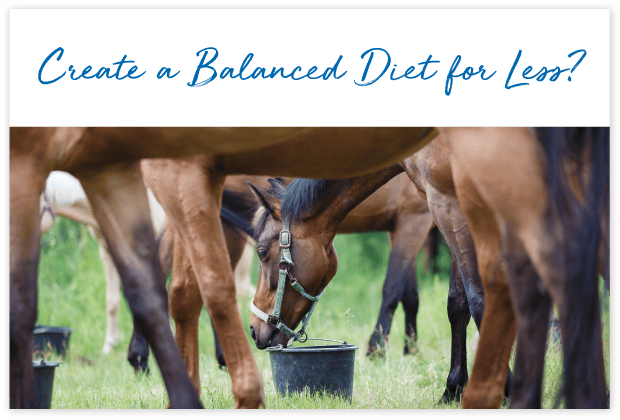 How-will-FeedXL-Help_cards_#6