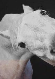 robyn-gillies-tarbett