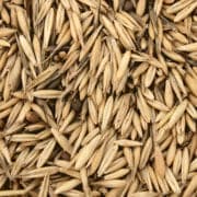 Grain oats