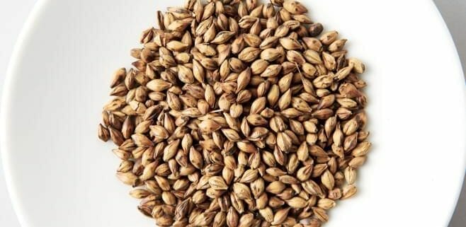 Barley, a cereal grain often fed to horses, in a bowl