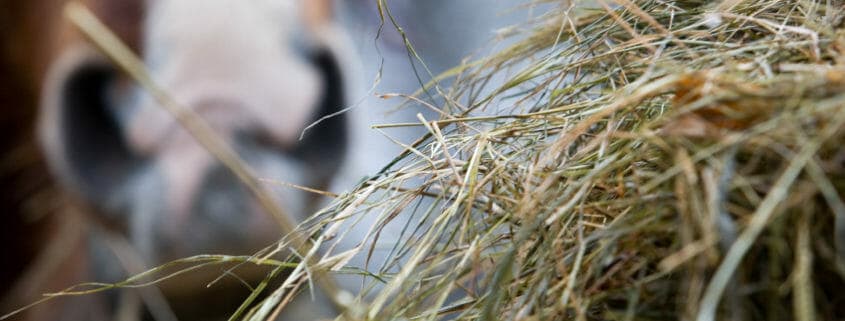 A close up of a horse eating hay