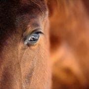 Horse eye A close up photo of a horse's face and eye