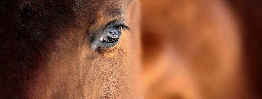 A close up photo of a horse's face and eye