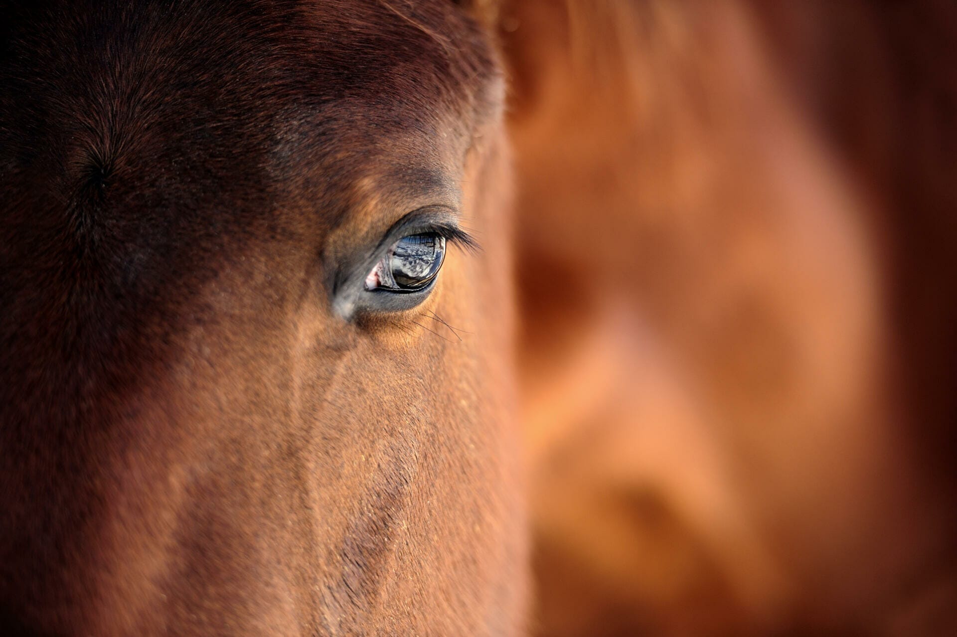 Are Soybean Hulls Safe For Horses?
