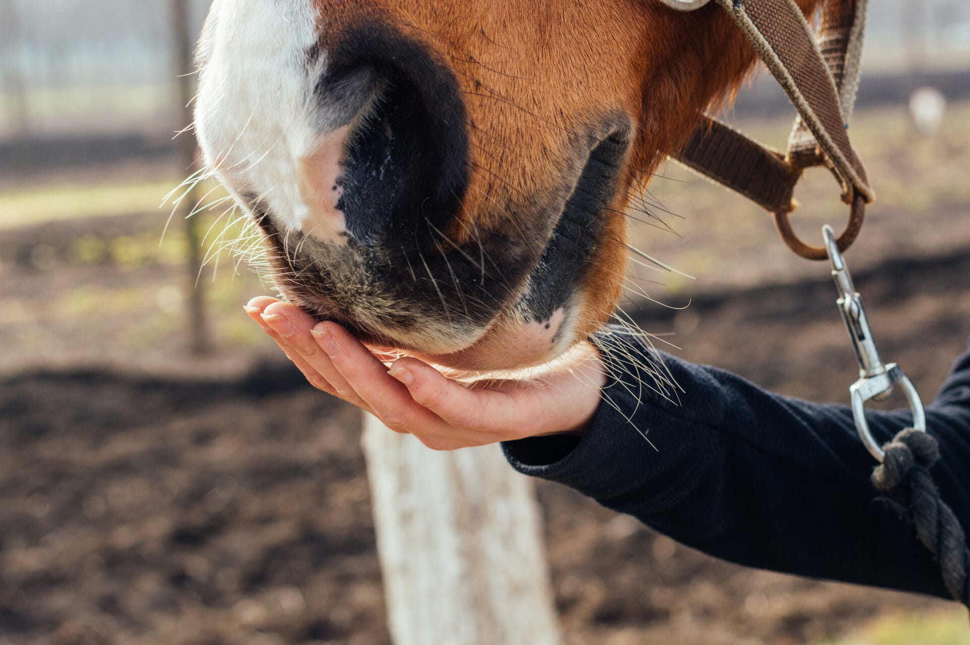 Drought Feeding: Keeping Your Horse Healthy