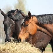 Two horses eating hay Two horses eating from a bale of hay outside