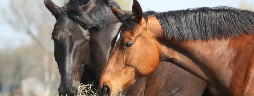 Two horses eating from a bale of hay outside
